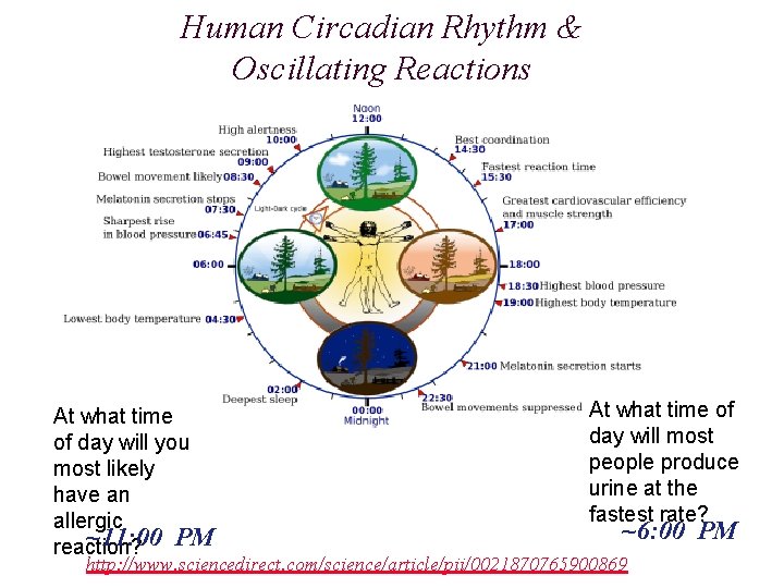 Human Circadian Rhythm & Oscillating Reactions At what time of day will you most