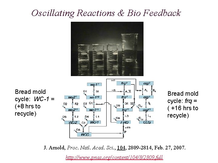 Oscillating Reactions & Bio Feedback Bread mold cycle: WC-1 = (+8 hrs to recycle)