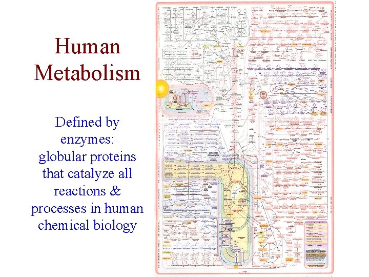 Human Metabolism Defined by enzymes: globular proteins that catalyze all reactions & processes in