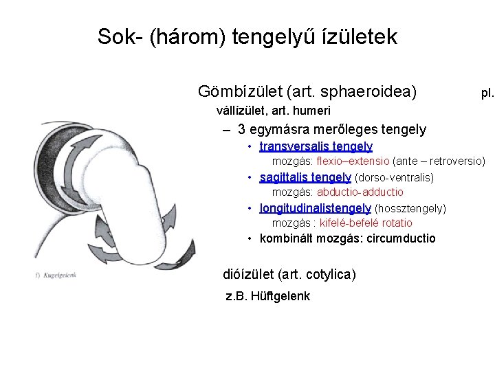 Sok- (három) tengelyű ízületek Gömbízület (art. sphaeroidea) pl. vállízület, art. humeri – 3 egymásra Sok- (három) tengelyű ízületek Gömbízület (art. sphaeroidea) pl. vállízület, art. humeri – 3 egymásra