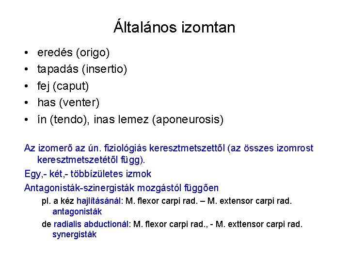 Általános izomtan • • • eredés (origo) tapadás (insertio) fej (caput) has (venter) ín Általános izomtan • • • eredés (origo) tapadás (insertio) fej (caput) has (venter) ín