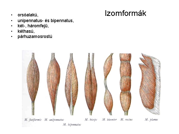 • • • orsóalakú, unipennatus- és bipennatus, két-, háromfejű, kéthasú, párhuzamosrostú Izomformák • • • orsóalakú, unipennatus- és bipennatus, két-, háromfejű, kéthasú, párhuzamosrostú Izomformák