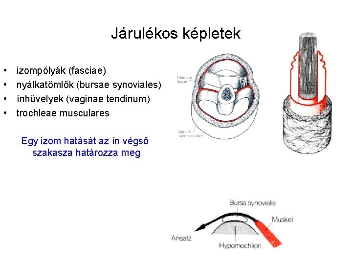 Járulékos képletek • • izompólyák (fasciae) nyálkatömlők (bursae synoviales) ínhüvelyek (vaginae tendinum) trochleae musculares Járulékos képletek • • izompólyák (fasciae) nyálkatömlők (bursae synoviales) ínhüvelyek (vaginae tendinum) trochleae musculares