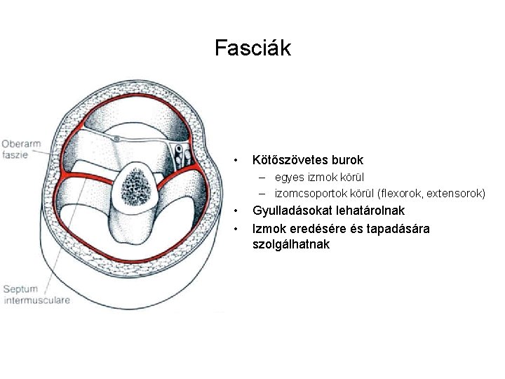 Fasciák • Kötőszövetes burok – egyes izmok körül – izomcsoportok körül (flexorok, extensorok) • Fasciák • Kötőszövetes burok – egyes izmok körül – izomcsoportok körül (flexorok, extensorok) •