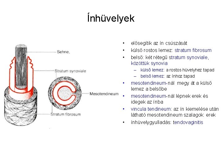 Ínhüvelyek • • • elősegítik az ín csúszását külső rostos lemez: stratum fibrosum belső: Ínhüvelyek • • • elősegítik az ín csúszását külső rostos lemez: stratum fibrosum belső: