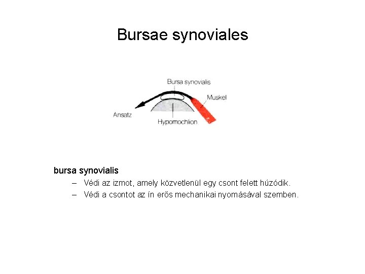 Bursae synoviales bursa synovialis – Védi az izmot, amely közvetlenül egy csont felett húzódik. Bursae synoviales bursa synovialis – Védi az izmot, amely közvetlenül egy csont felett húzódik.
