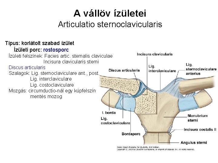 A vállöv ízületei Articulatio sternoclavicularis Típus: korlátolt szabad ízület Ízületi porc: rostosporc Ízületi felszínek: A vállöv ízületei Articulatio sternoclavicularis Típus: korlátolt szabad ízület Ízületi porc: rostosporc Ízületi felszínek: