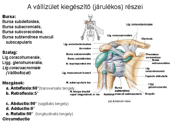 A vállízület kiegészítő (járulékos) részei Bursa: Bursa subdeltoidea, Bursa subacromialis, Bursa subcoracoidea, Bursa subtendinea A vállízület kiegészítő (járulékos) részei Bursa: Bursa subdeltoidea, Bursa subacromialis, Bursa subcoracoidea, Bursa subtendinea