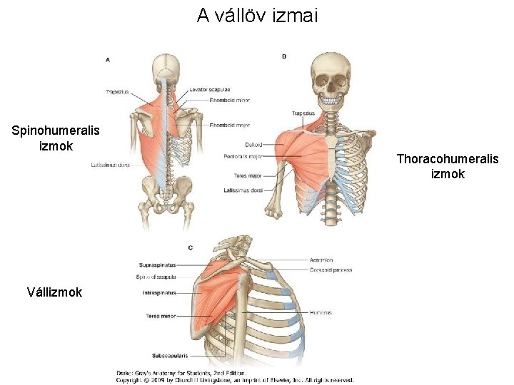 A vállöv izmai Spinohumeralis izmok Vállizmok Thoracohumeralis izmok A vállöv izmai Spinohumeralis izmok Vállizmok Thoracohumeralis izmok