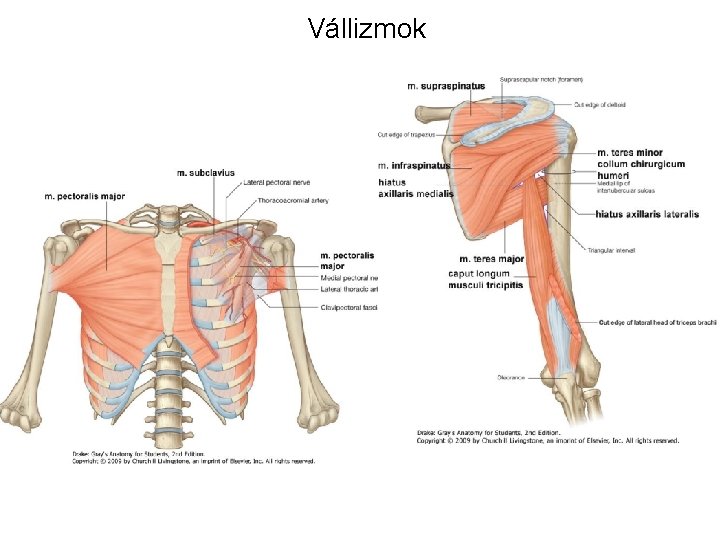 Vállizmok Vállizmok