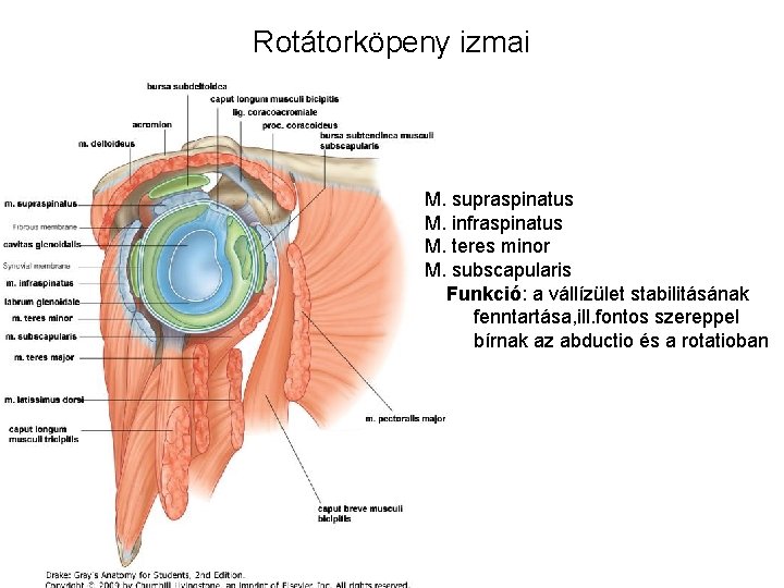 Rotátorköpeny izmai M. supraspinatus M. infraspinatus M. teres minor M. subscapularis Funkció: a vállízület Rotátorköpeny izmai M. supraspinatus M. infraspinatus M. teres minor M. subscapularis Funkció: a vállízület