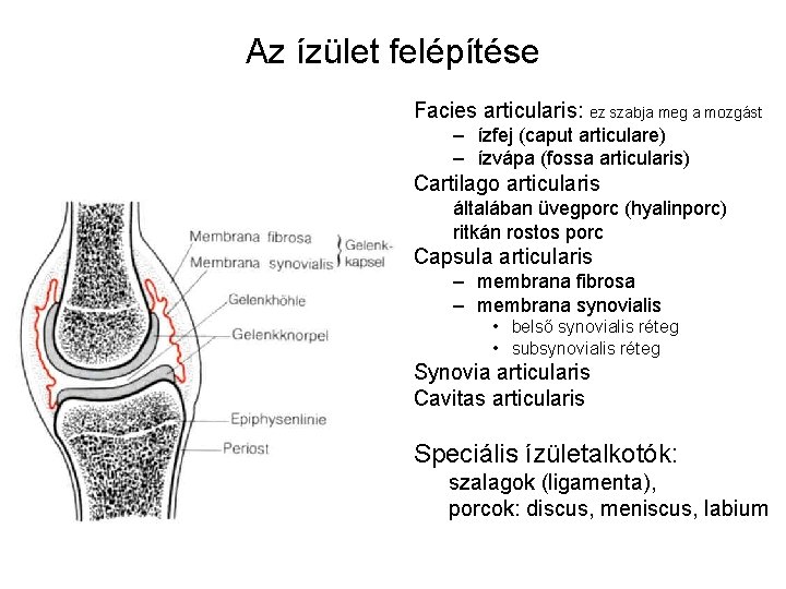 Az ízület felépítése Facies articularis: ez szabja meg a mozgást – ízfej (caput articulare) Az ízület felépítése Facies articularis: ez szabja meg a mozgást – ízfej (caput articulare)