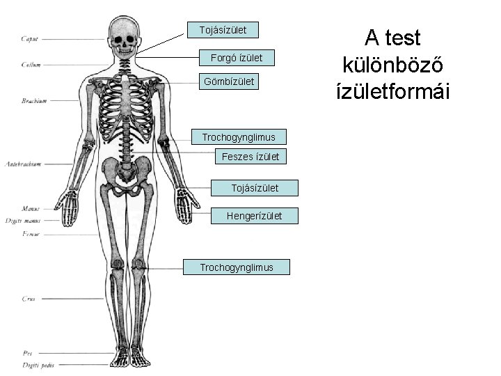 Tojásízület Forgó ízület Gömbízület Trochogynglimus Feszes ízület Tojásízület Hengerízület Trochogynglimus A test különböző ízületformái Tojásízület Forgó ízület Gömbízület Trochogynglimus Feszes ízület Tojásízület Hengerízület Trochogynglimus A test különböző ízületformái