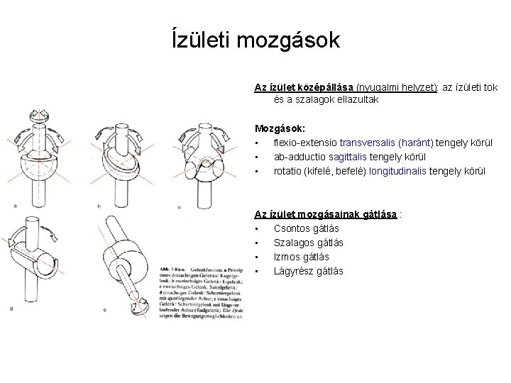 Ízületi mozgások Az ízület középállása (nyugalmi helyzet): az ízületi tok és a szalagok ellazultak Ízületi mozgások Az ízület középállása (nyugalmi helyzet): az ízületi tok és a szalagok ellazultak