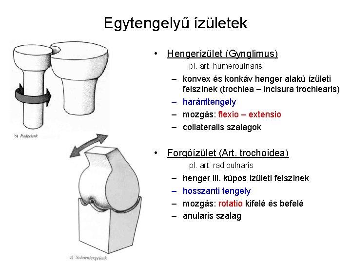 Egytengelyű ízületek • Hengerízület (Gynglimus) pl. art. humeroulnaris – konvex és konkáv henger alakú Egytengelyű ízületek • Hengerízület (Gynglimus) pl. art. humeroulnaris – konvex és konkáv henger alakú