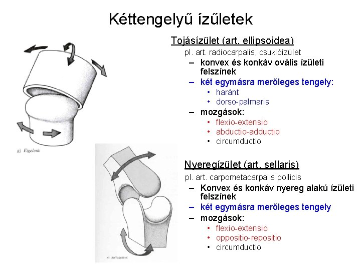 Kéttengelyű ízűletek Tojásízület (art. ellipsoidea) pl. art. radiocarpalis, csuklóízület – konvex és konkáv ovális Kéttengelyű ízűletek Tojásízület (art. ellipsoidea) pl. art. radiocarpalis, csuklóízület – konvex és konkáv ovális