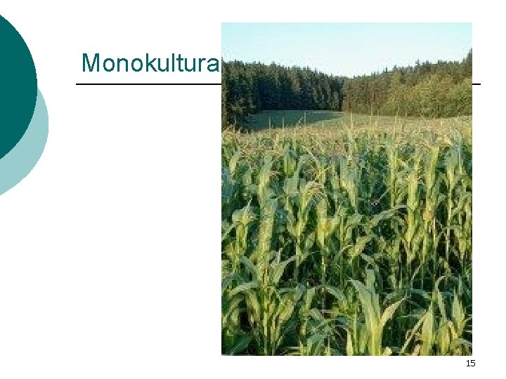 Monokultura 15 