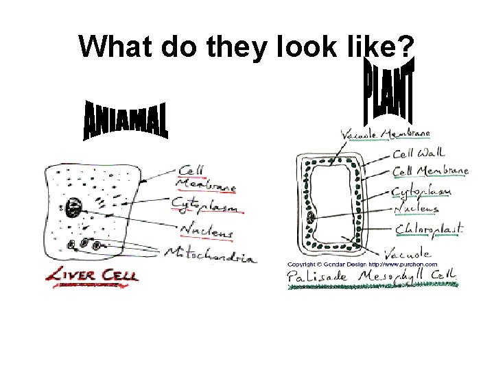 What do they look like? 