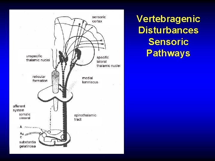 Vertebragenic Disturbances Sensoric Pathways 