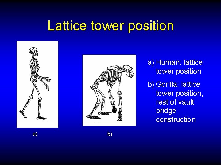 Lattice tower position a) Human: lattice tower position b) Gorilla: lattice tower position, rest