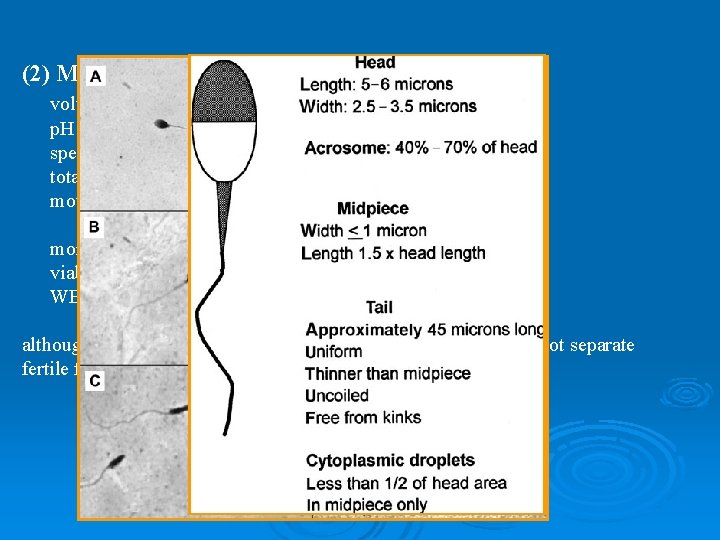  (2) Minimal standards of adequacy (WHO, 1999) volume p. H sperm concentration total