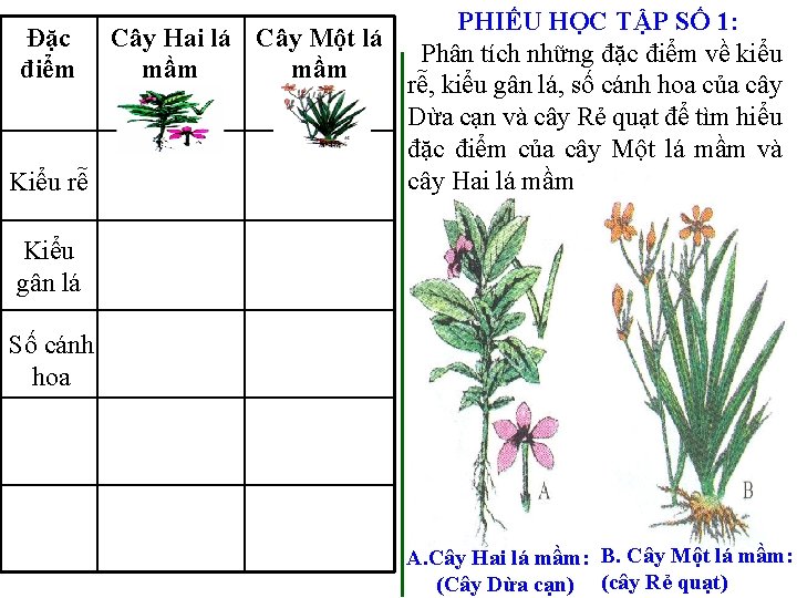 PHIẾU HỌC TẬP SỐ 1: Đặc Cây Hai lá Cây Một lá Phân tích