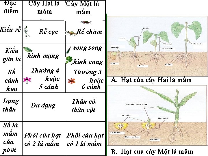 Đặc điểm Kiểu rễ Cây Hai lá Cây Một lá Cây Hai lá mầm