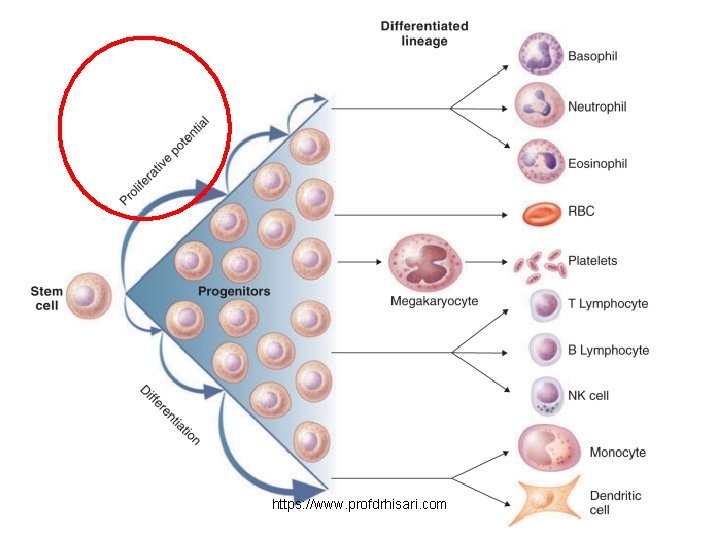 https: //www. profdrhisari. com 