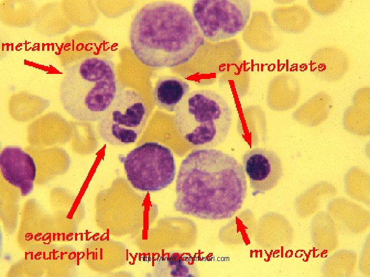 https: //www. profdrhisari. com 