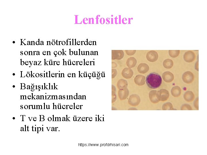 Lenfositler • Kanda nötrofillerden sonra en çok bulunan beyaz küre hücreleri • Lökositlerin en