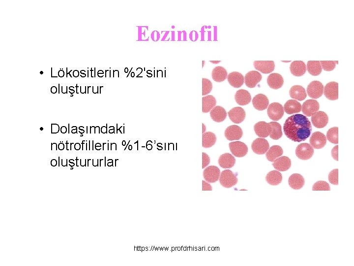 Eozinofil • Lökositlerin %2'sini oluşturur • Dolaşımdaki nötrofillerin %1 -6’sını oluştururlar https: //www. profdrhisari.