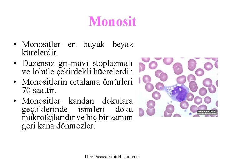 Monosit • Monositler en büyük beyaz kürelerdir. • Düzensiz gri-mavi stoplazmalı ve lobüle çekirdekli