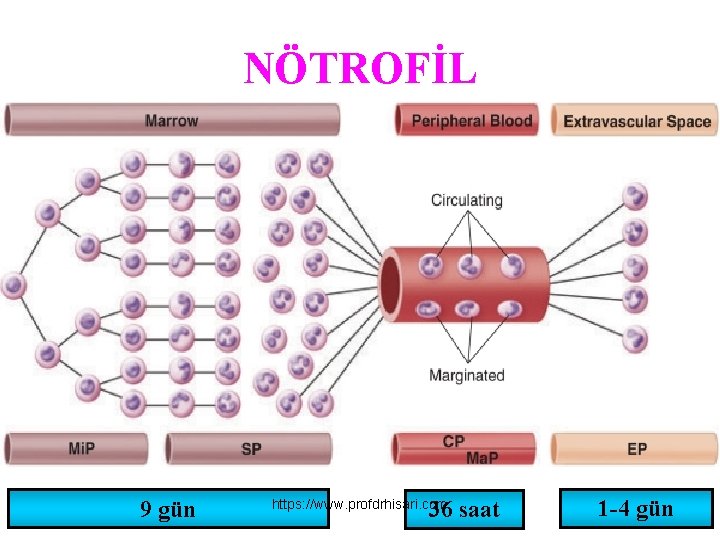 NÖTROFİL 9 gün 36 saat https: //www. profdrhisari. com 1 -4 gün 