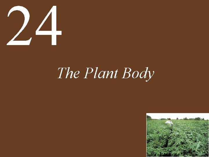 24 The Plant Body 
