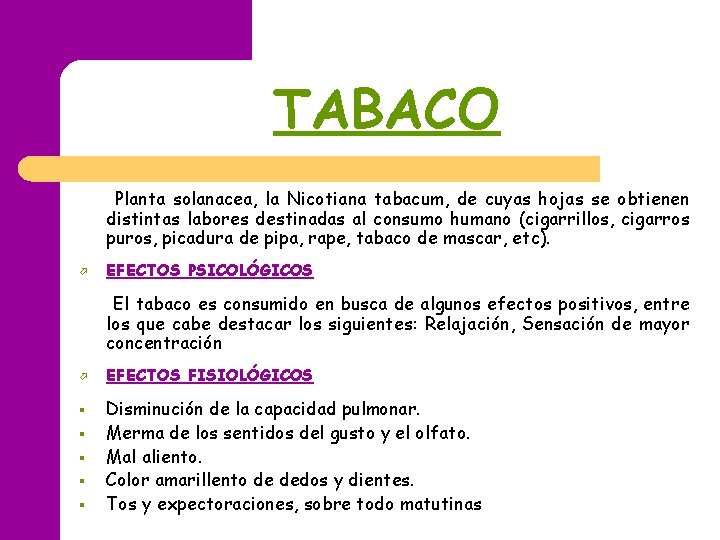 TABACO Planta solanacea, la Nicotiana tabacum, de cuyas hojas se obtienen distintas labores destinadas TABACO Planta solanacea, la Nicotiana tabacum, de cuyas hojas se obtienen distintas labores destinadas