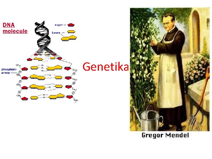 Genetika 