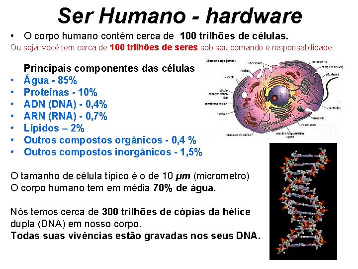 Ser Humano - hardware • O corpo humano contém cerca de 100 trilhões de