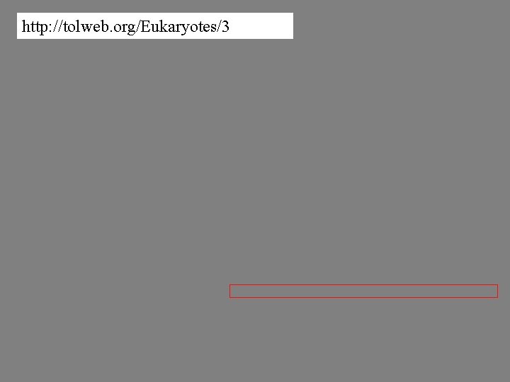 http: //tolweb. org/Eukaryotes/3 