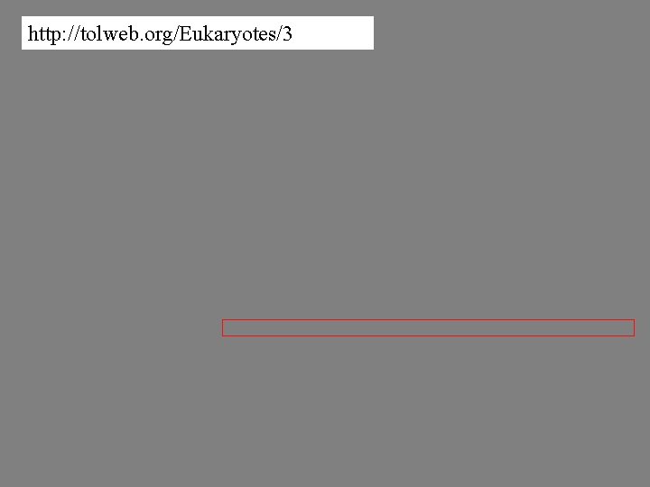 http: //tolweb. org/Eukaryotes/3 