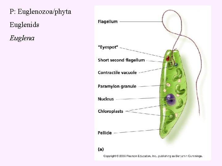 P: Euglenozoa/phyta Euglenids Euglena 