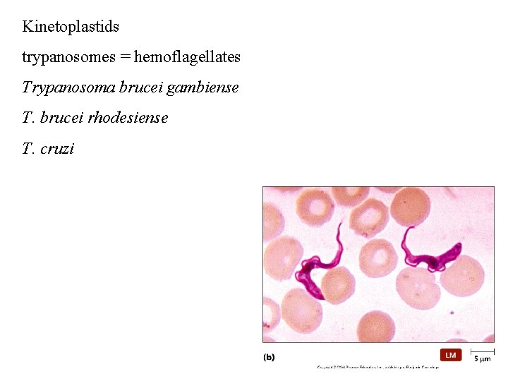 Kinetoplastids trypanosomes = hemoflagellates Trypanosoma brucei gambiense T. brucei rhodesiense T. cruzi 