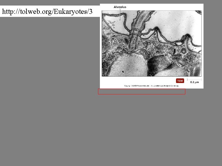 http: //tolweb. org/Eukaryotes/3 