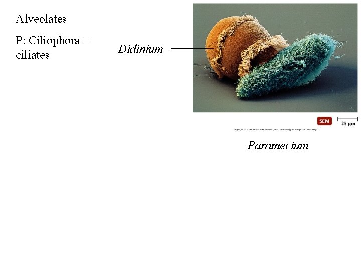 Alveolates P: Ciliophora = ciliates Didinium Paramecium 