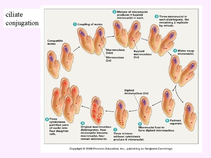 ciliate conjugation 
