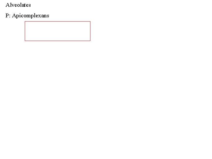Alveolates P: Apicomplexans 