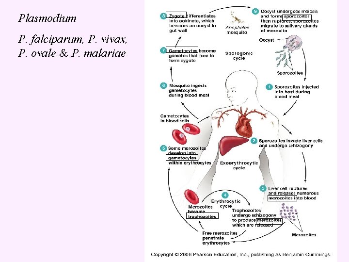 Plasmodium P. falciparum, P. vivax, P. ovale & P. malariae 