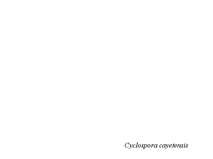 Cyclospora cayetensis 