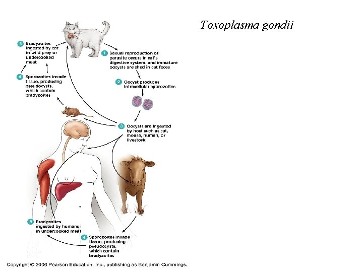 Toxoplasma gondii 