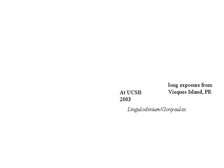 At UCSB 2003 long exposure from Vieques Island, PR Lingulodinium/Gonyaulax 