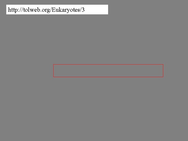 http: //tolweb. org/Eukaryotes/3 